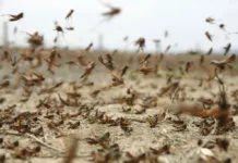 В Кыргызстане на 60 тысячах гектарах земли обнаружена саранча