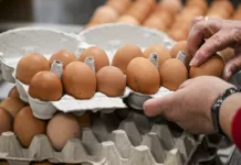 В Кыргызстане вводится временный запрет на импорт куриных яиц