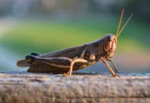 Чүй облусунда 480 га жерде чегирткелерге каршы күрөшүү иштери жүргүзүлдү