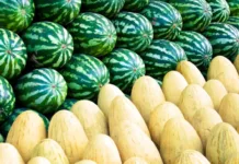 Минсельхоз контролирует качество ввозимых арбузов и дынь
