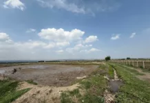 В Кадамджае государству вернули 120 га рисовой плантации