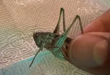 Бишкекчане массово жалуются на появление саранчи — ответ Минсельхоза