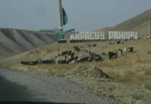 В Кара-Суйском районе государству вернули 6,3 гектара земли