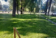 На бульваре Эркиндик сломали молодые деревья