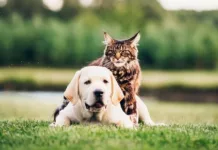 В Бишкеке ужесточат правила содержания домашних животных