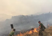 Масштабный природный пожар произошёл на кыргызско-казахской границе