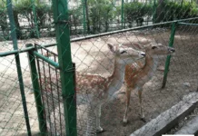 В Караколе после капремонта открылся зоопарк. Работы там начались после визита и поручения Садыра Жапарова.