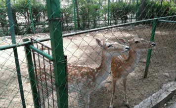 В Караколе после капремонта открылся зоопарк. Работы там начались после визита и поручения Садыра Жапарова.