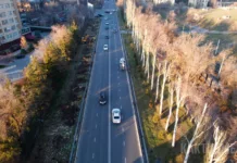 На проспекте Чингиза Айтматова вырубят около 120 дубов