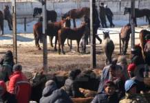 В Бишкеке закроются все скотные рынки. Они переедут на новый рынок на объездной