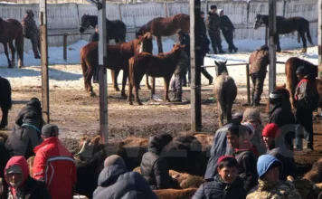 В Бишкеке закроются все скотные рынки. Они переедут на новый рынок на объездной