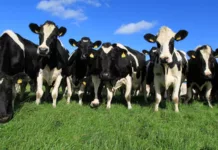 Кыргызстанда бодо малды, жылкы жана койлорду экспорттоого убактылуу тыюу салынды