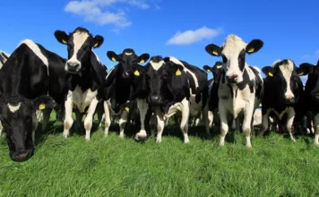 Кыргызстанда бодо малды, жылкы жана койлорду экспорттоого убактылуу тыюу салынды