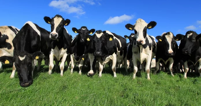 hoey dairy cows-36