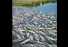 Ысык-Атада балыктардын жапырт өлүмүнүн себеби аныкталды