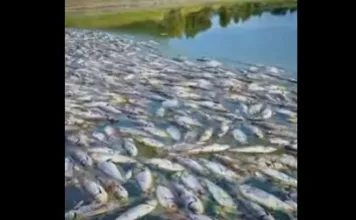 Ысык-Атада балыктардын жапырт өлүмүнүн себеби аныкталды