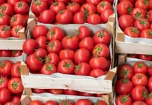 Кыргызстанда помидордун рекорддук түшүмү жыйналды