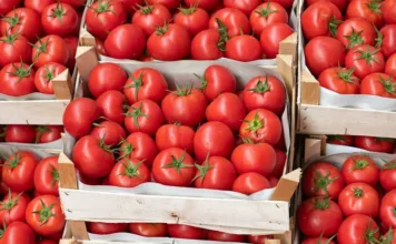 Кыргызстанда помидордун рекорддук түшүмү жыйналды