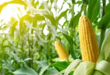 В Таласской области фермеры получили рекордный урожай кукурузы