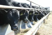 Кабмин продлил запрет на экспорт скота из Кыргызстана