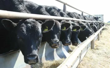 Кабмин продлил запрет на экспорт скота из Кыргызстана