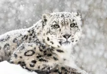 Ак илбирс расмий түрдө Кыргызстандын мамлекеттик символу катары таанылат