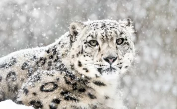 Указом президента снежный барс признан национальным символом страны