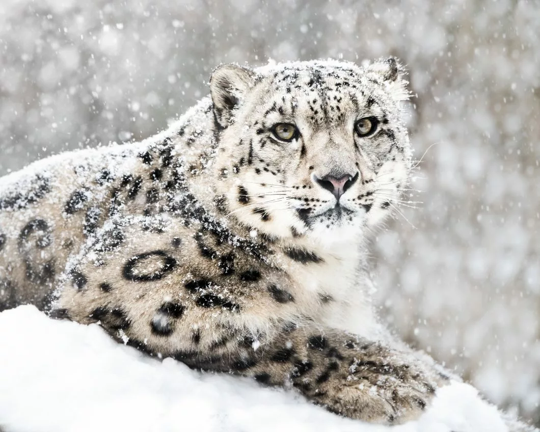 shutterstock 337950614 1 1060x848 1 Ак илбирс расмий түрдө Кыргызстандын мамлекеттик символу катары таанылат