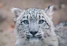 Бүгүн Ак илбирстин эл аралык күнү. Садыр Жапаров 23 мүнөт убакыт бөлүүгө чакырды