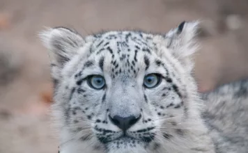 Бүгүн Ак илбирстин эл аралык күнү. Садыр Жапаров 23 мүнөт убакыт бөлүүгө чакырды