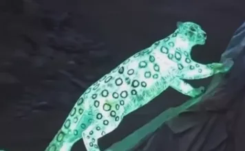 На перевале Тоо-Ашу установили светящегося снежного барса