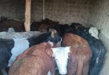 На кыргызско-таджикской границе задержали подозреваемых в контрабанде скота