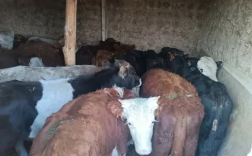 На кыргызско-таджикской границе задержали подозреваемых в контрабанде скота