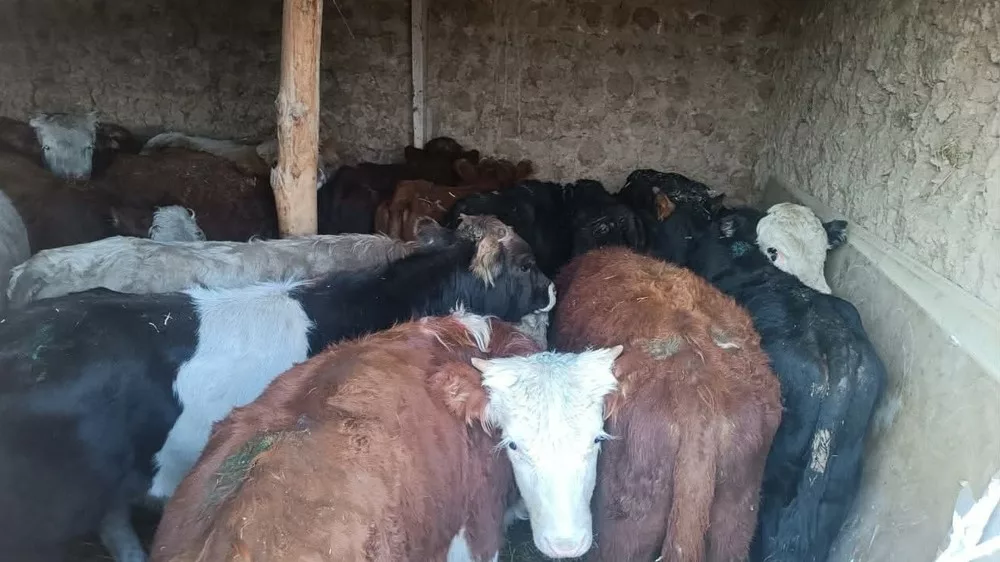 3719697.e523c170fb2013bfe5c20c5602e37e81 На кыргызско-таджикской границе задержали подозреваемых в контрабанде скота