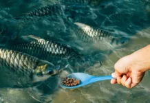 В Кыргызстан не пустили 22 тонны корма для рыб из Турции