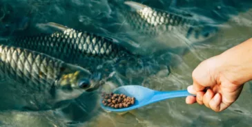 В Кыргызстан не пустили 22 тонны корма для рыб из Турции Главная