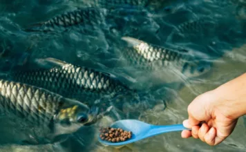 В Кыргызстан не пустили 22 тонны корма для рыб из Турции