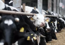 Кыргызстан ввел временные ограничения на ввоз животных из Индии из-за Нипаха