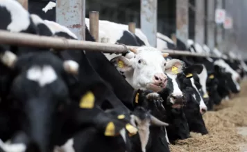 Кыргызстан ввел временные ограничения на ввоз животных из Индии из-за Нипаха