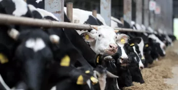 Кыргызстан ввел временные ограничения на ввоз животных из Индии из-за Нипаха Главная