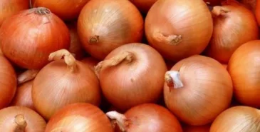 Около 27 тонн лука из Узбекистана не пропустили в Кыргызстан Главная