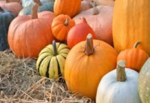 Горох, тыква и слива из Кыргызстана вышли на международный рынок