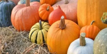 Горох, тыква и слива из Кыргызстана вышли на международный рынок Главная