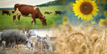 В Кыргызстане сегодня стартовала сельскохозяйственная перепись Главная