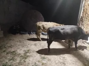 На кыргызско-таджикской границе пресечена попытка вывоза КРС