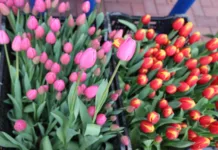 В Кыргызстане стартовал Фестиваль тюльпанов