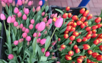 В Кыргызстане стартовал Фестиваль тюльпанов