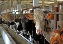 Кабмин ввел временный запрет на вывоз крупного рогатого скота, лошадей, овец и коз из Кыргызстана