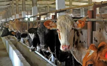 Кабмин ввел временный запрет на вывоз крупного рогатого скота, лошадей, овец и коз из Кыргызстана