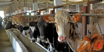 Кабмин ввел временный запрет на вывоз крупного рогатого скота, лошадей, овец и коз из Кыргызстана Главная